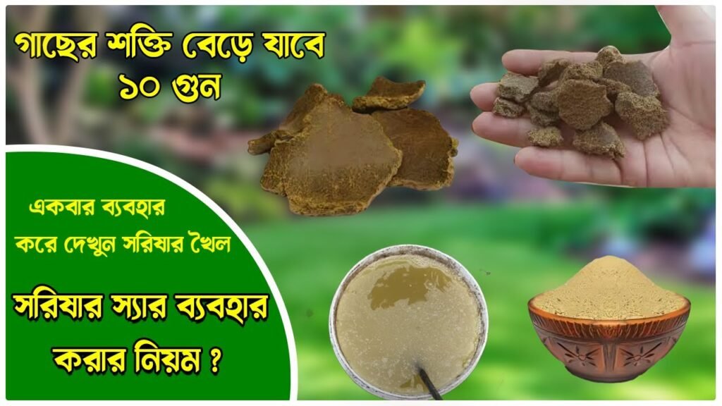 Use Mustard Cake Liquid Fertilizer