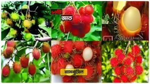 Rambutan